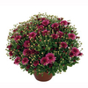 Chrysanthemum Plant - Kilifix