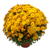 Chrysanthemum Plant - Killico Amber
