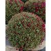 Chrysanthemum Plant - Purple