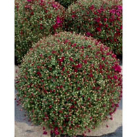 Chrysanthemum Plant - Purple