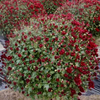 Chrysanthemum Plant - Red