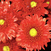 Chrysanthemum Plant - Rosy Igloo
