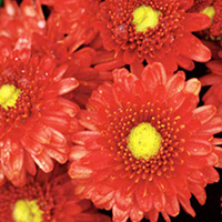 Chrysanthemum Plant - Rosy Igloo