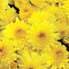 Chrysanthemum Plant - Sunny Igloo
