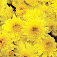 Chrysanthemum Plant - Sunny Igloo