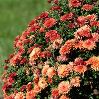 Chrysanthemum Plant - Warm Igloo