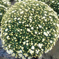 Chrysanthemum Plant - White