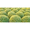 Chrysanthemum Plant - Yellow