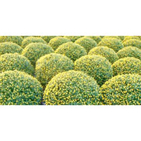 Chrysanthemum Plant - Yellow