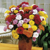 Chrysanthemum Plants - Collection