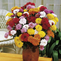 Chrysanthemum Plants - Collection