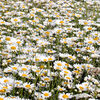 Chrysanthemum Seeds - Summer Sparkler