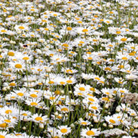 Chrysanthemum Seeds - Summer Sparkler