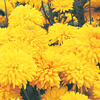 Chrysanthemum Spray Plants - Collection