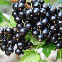 Chuckleberry Plant