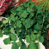 Cilantro Seeds