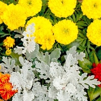 Cineraria Maritima Seeds - Dwarf Silver