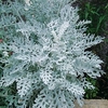 Cineraria Plants - Silverdust