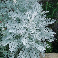 Cineraria Plants - Silverdust