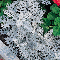 Cineraria Seeds - Maritima Dwarf Silver