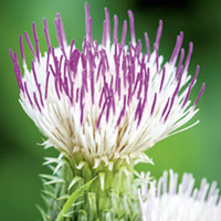 Cirsium Plant - Pink Blush