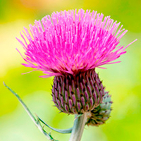 Cirsium rivulare - Trevors Blue Wonder