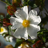 Cistus Plant - Corbariensis
