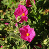 Cistus Plant - Pulverulenius Sunset