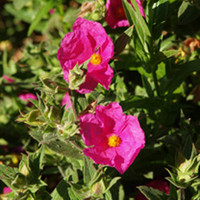 Cistus Plant - Pulverulenius Sunset