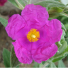 Cistus pulverulentus Plant - Sunset