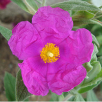 Cistus pulverulentus Plant - Sunset