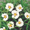 Cistus purpureus 