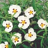 Cistus Purpureus Plant - Alan Fradd