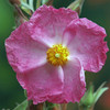 Cistus x Argenteus Plant - Silver Pink