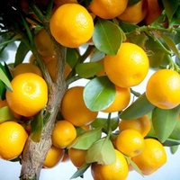 Citrus Calamondin on Trellis 15cm Pot x 2