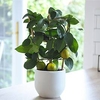 Citrus Meyer Lemon on Trellis
