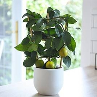 Citrus Meyer Lemon on Trellis
