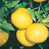 Citrus Plant - Grapefruit