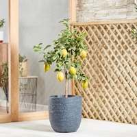 Citrus Plant - Lemon Eureka