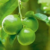 Citrus Plant - Lime