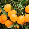 Citrus Plant - Mandarin