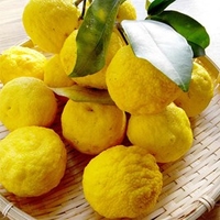 Citrus Plant - Yuzu