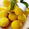 Citrus Plant - Yuzu