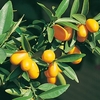 Citrus Tree - Kumquat
