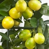 Citrus Tree - Limequat