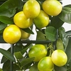 Citrus Tree - Limequat
