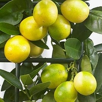 Citrus Tree - Limequat