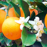Citrus Tree - Orange