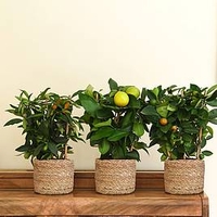 Citrus Trio on Trellis