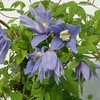 Clematis alpina Plant - Frances Rivis